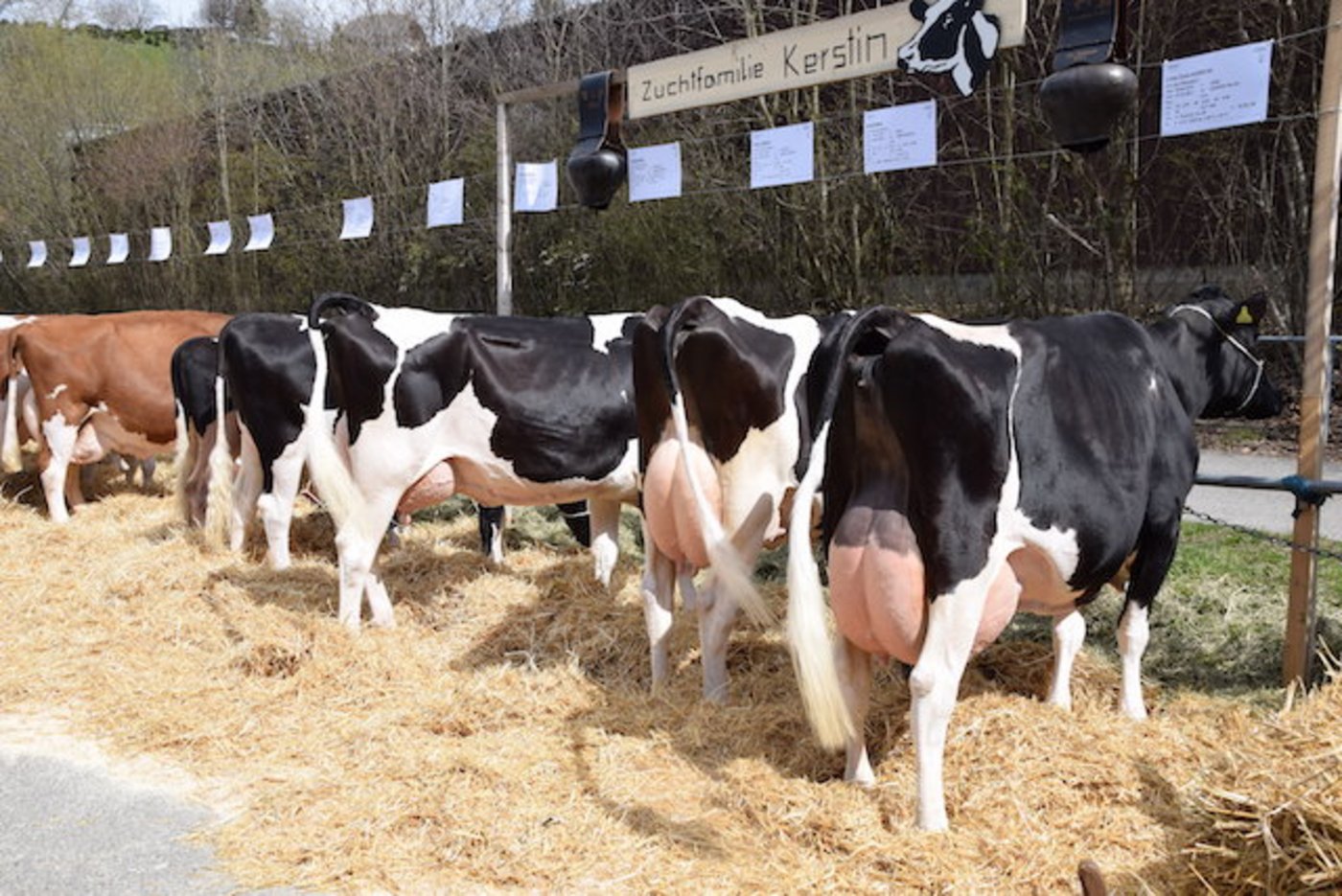 Urs Salzmann liess es sich nicht nehmen und führte seine Kühe auf den Betrieb von Streits. So konnten auf einem Platz gleich fünf Zuchtfamilien präsentiert werden.