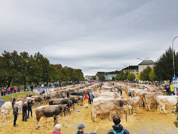 Die Grossviehschau auf dem Brauereiplatz in Appenzell lockt jedes Jahr ein grosses Publikum an. (Bild Stefanie Giger)