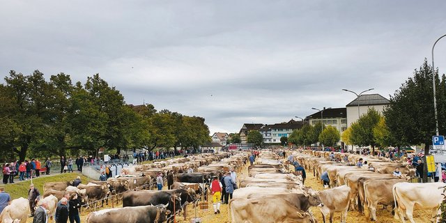 Die Grossviehschau auf dem Brauereiplatz in Appenzell lockt jedes Jahr ein grosses Publikum an. (Bild Stefanie Giger)