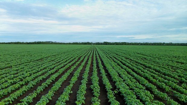 Sojafeld: In den US-Hauptanbaugebieten für Soja gingen dieses Jahr unüblich viele Beschwerden gegen ein Pflanzenschutzmittel des Agrarchemieriesen Monsanto ein. (Symbolbild Pixabay)