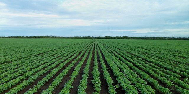 Sojafeld: In den US-Hauptanbaugebieten für Soja gingen dieses Jahr unüblich viele Beschwerden gegen ein Pflanzenschutzmittel des Agrarchemieriesen Monsanto ein. (Symbolbild Pixabay)