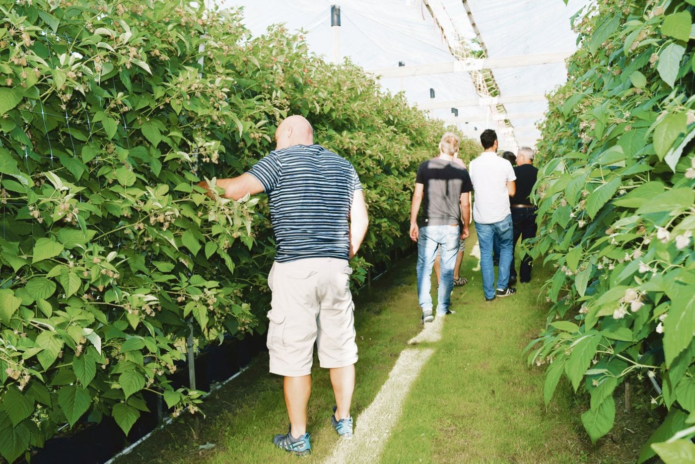 Auf dem Versuchsbetrieb in  Güttingen laufen Versuche, welchen Einfluss die Reduktion der Laterale bei Himbeerpflanzen auf den Ertrag, die Fruchtgrösse und die Pflückleistung hat. (Bild Stefanie Giger)
