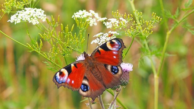 Insekten sind nicht nur schön anzusehen, sondern auch wichtig für das Funktionieren von Ökosystemen. Letzteres gilt auch für weniger auffällige Arten als dieses Tagpfauenauge. (Bild kie-ker/Pixabay) 