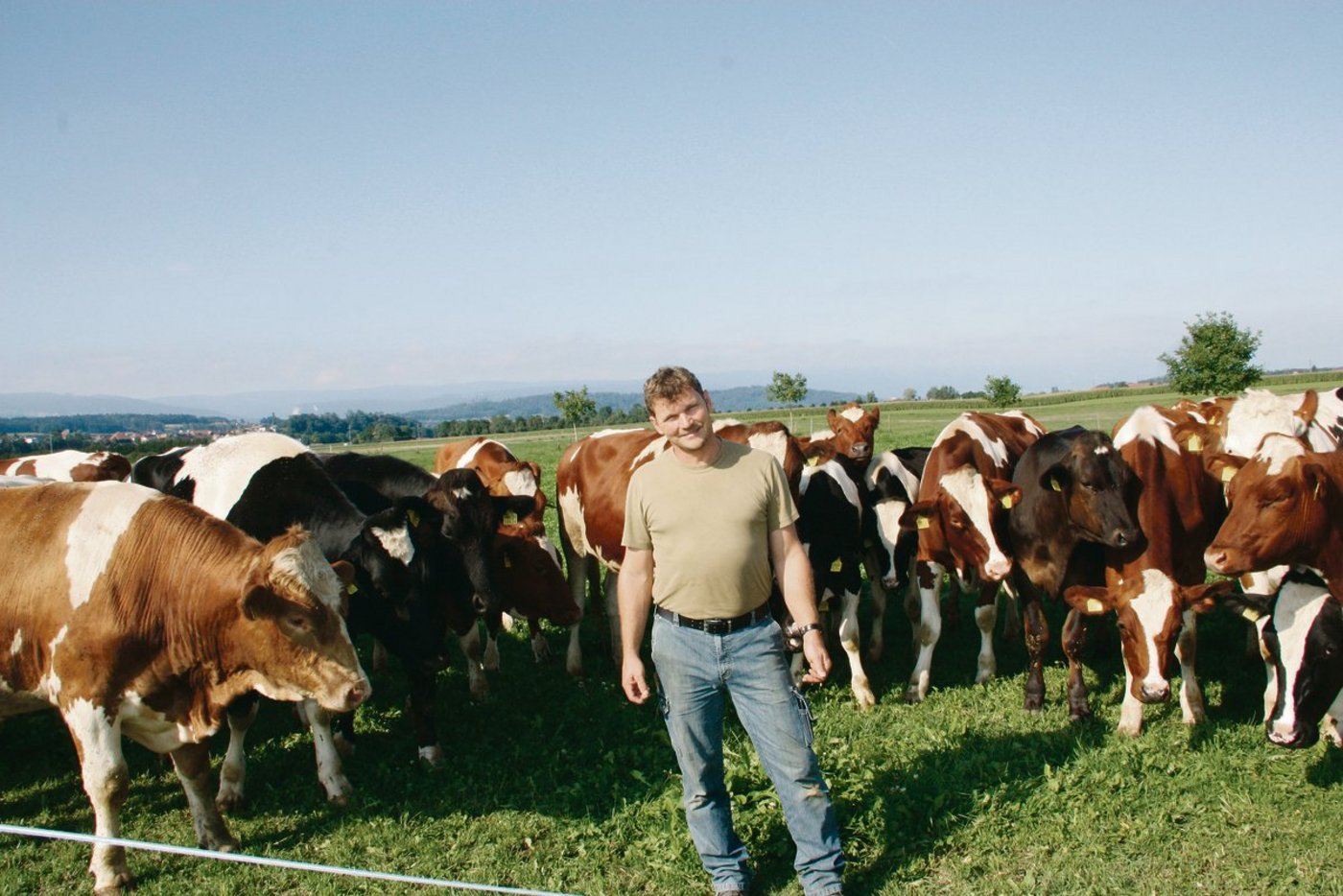 Diese Ochsenherde hat zwar einen tierischen Boss, aber dass Betriebsleiter Peter Helbling der Chef ist, ist klar ersichtlich. Die Tiere halten einen gewissen Abstand. Den fordert Helbling auch ein. (Bilder aw)