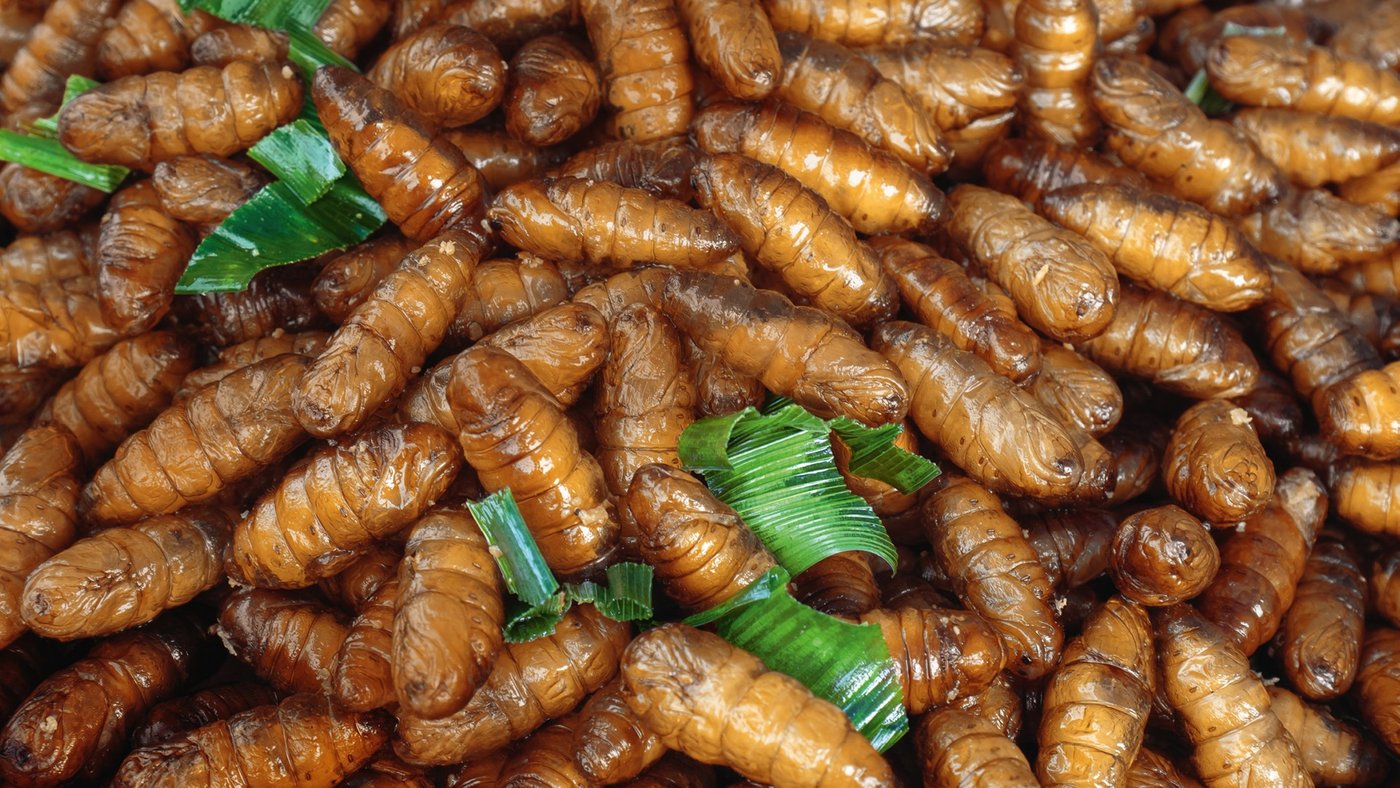 Warum «gruset» das uns? Ein Abwehrmechanismus hinderte unsere Vorfahren, ungeniessbares zu essen. (Bild Alimentarim)