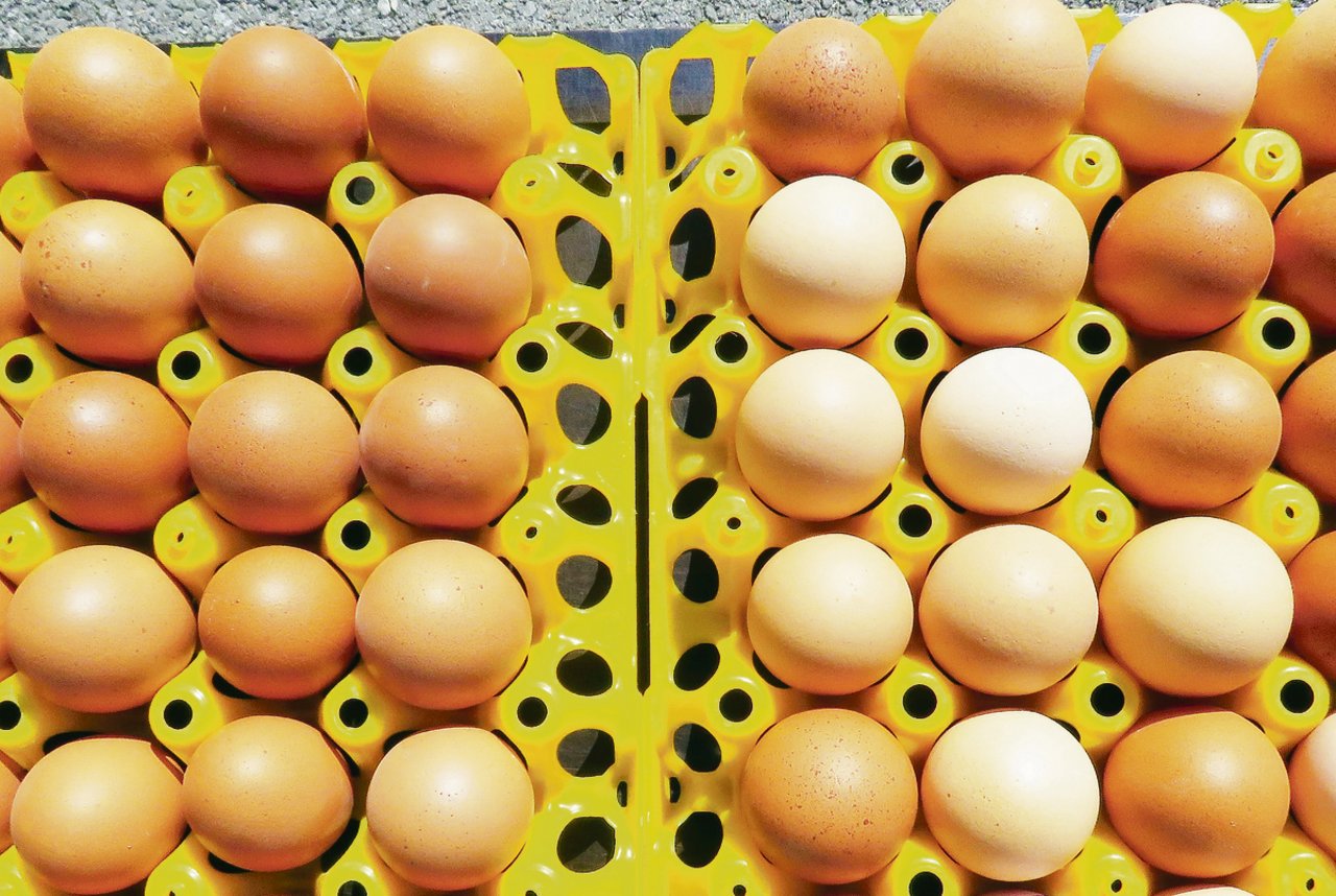 Eier von braunen Freiland-Hennen, rechts unmittelbar nach dem Beginn einer sehr sonnigen Wetterperiode im Frühjahr, links kurz davor.(Bild Aviforum)