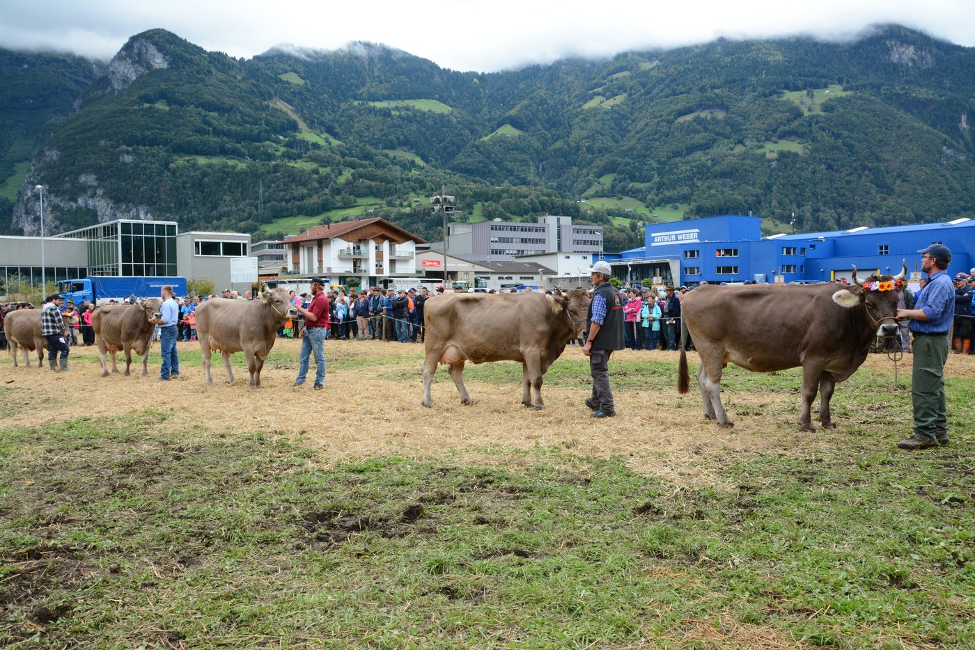 Die engere Auswahl von Experte Andreas Anderegg bei der Misswahl Original Braunvieh.