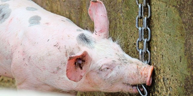 Damit die Tiere ihr Interesse an den Beschäftigungsmaterialien nicht verlieren, sollten diese am besten abwechselnd und nicht gleichzeitig angeboten werden. 