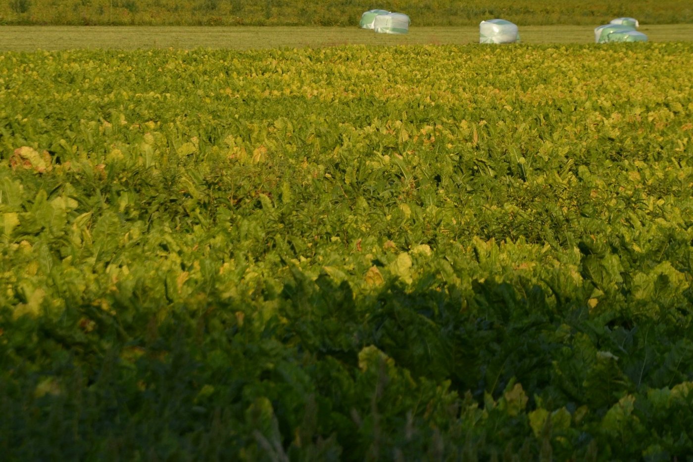 Durch den hohen Blattlausdruck tritt die Viröse Vergilbung vielerorts auf. Sie wird durch die grüne und schwarze Blattlaus übertragen. (Bild Jeanne Woodtli)