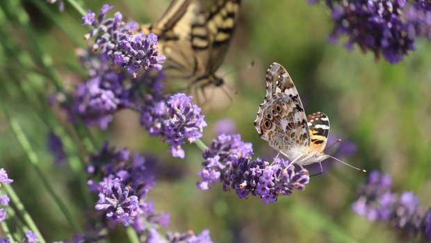Vögel, Tiere, Pflanzen: EU-Staaten einig bei Plan für Artenvielfalt Die Biodiversitätsstrategie sei eine wichtige Grundlage dafür, die Naturlandschaften in Europa zu erhalten. (Bild Vrena Crameri)