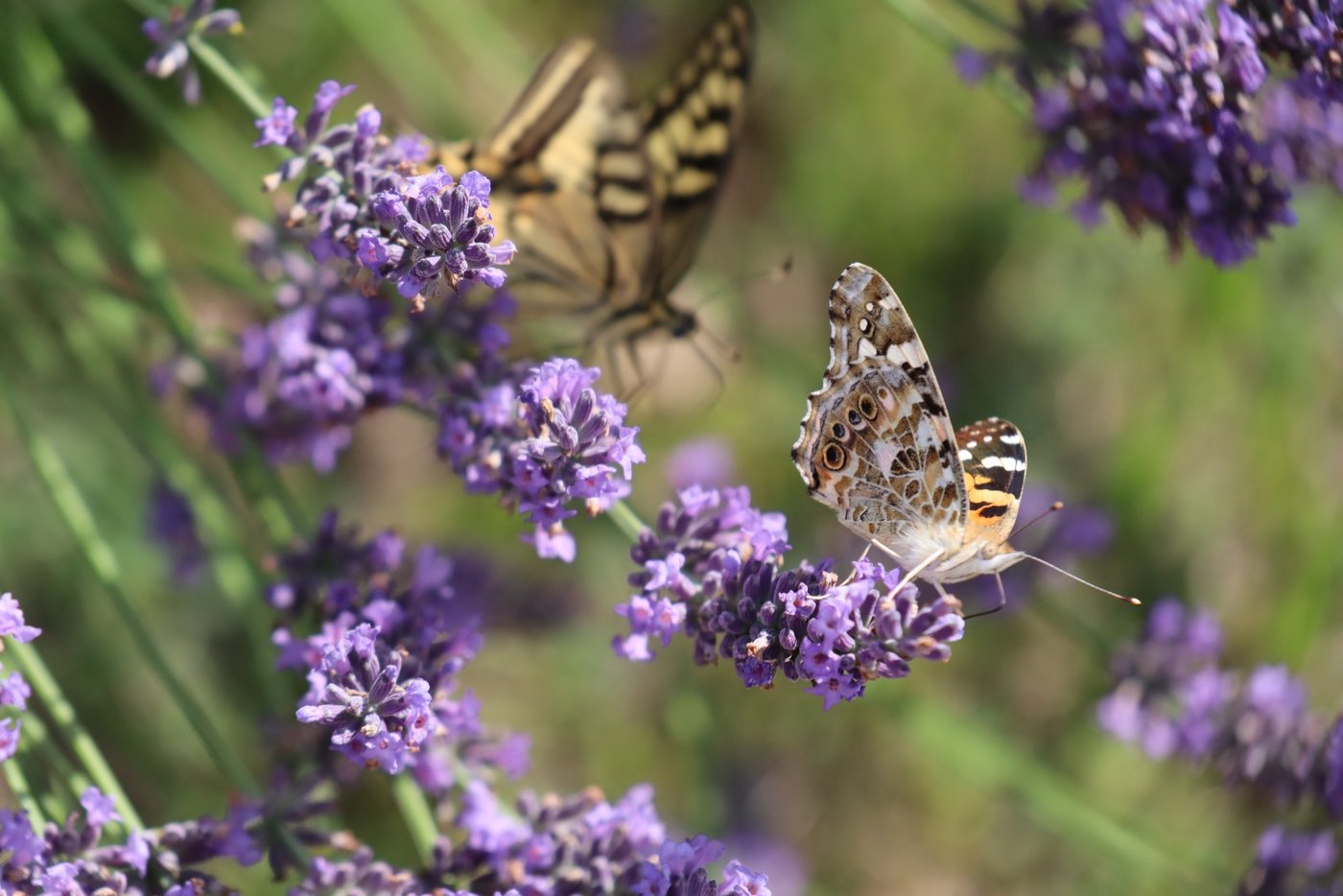 Die Biodiversitätsstrategie sei eine wichtige Grundlage dafür, die Naturlandschaften in Europa zu erhalten. (Bild Vrena Crameri)