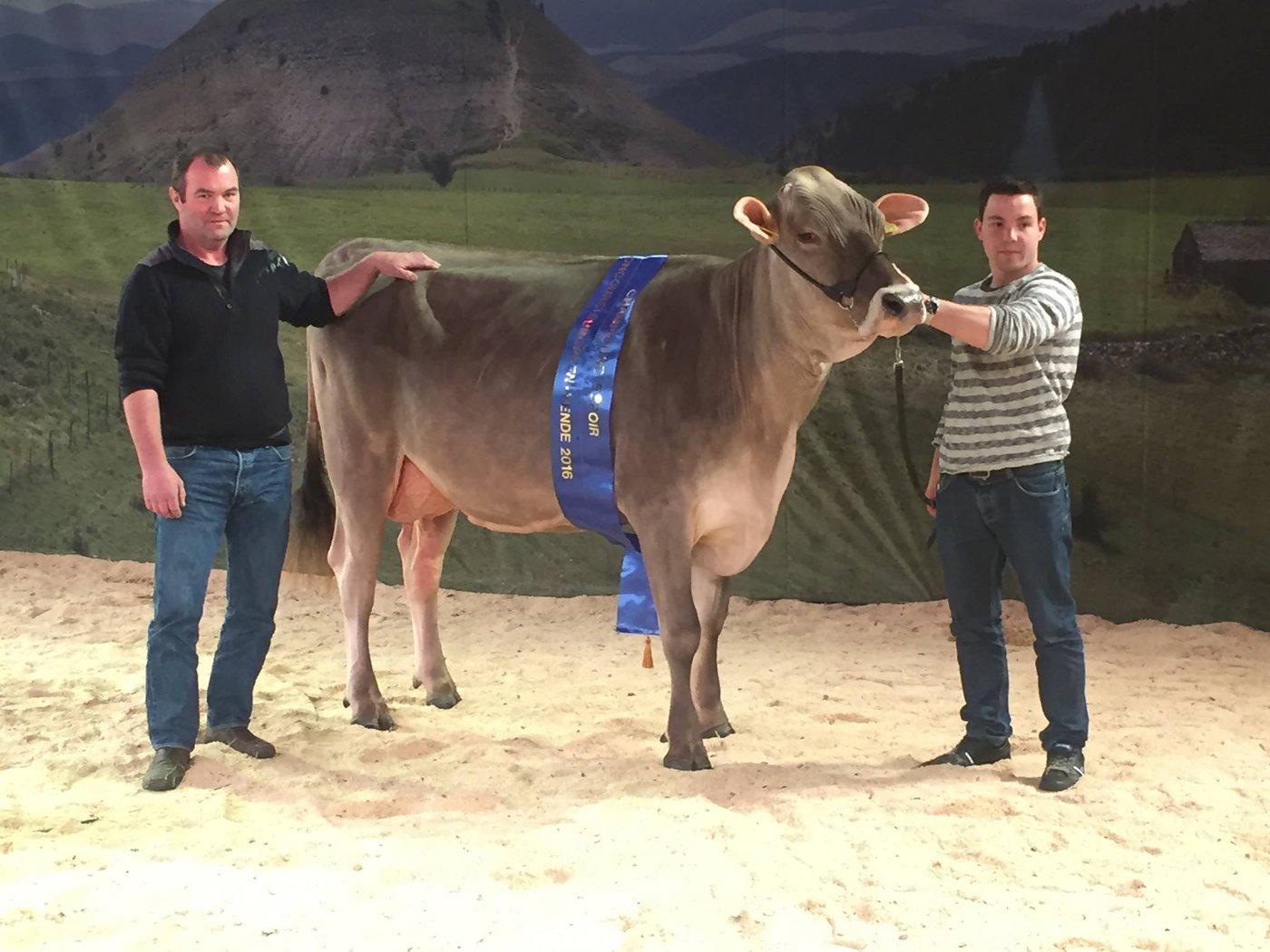 Junior Championne Europaschau Mende 2016: Paul Alders Blooming Tulpe. (Bild Adrian Arnold / Braunvieh Schweiz)