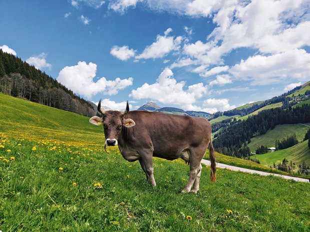 «Eine unserer Braunviehkühe im Löwenzahn – das ist Heimat.» (Bild Toni Bergmann)