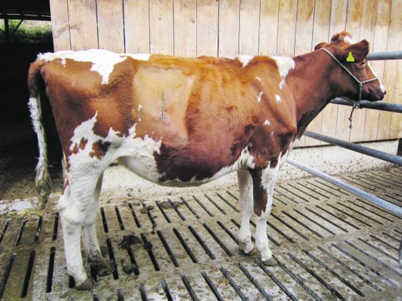 Bei Gloria, einem zweijährigen Rind, musste der Labmagen operiert werden, weil er sich nach rechts verdreht hatte. Dabei hat der Tierarzt den Labmagen an der Bauchwand angenäht, damit er in der richtigen Position bleibt. (Bild zVg)