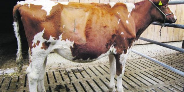 Bei Gloria, einem zweijährigen Rind, musste der Labmagen operiert werden, weil er sich nach rechts verdreht hatte. Dabei hat der Tierarzt den Labmagen an der Bauchwand angenäht, damit er in der richtigen Position bleibt. (Bild zVg)