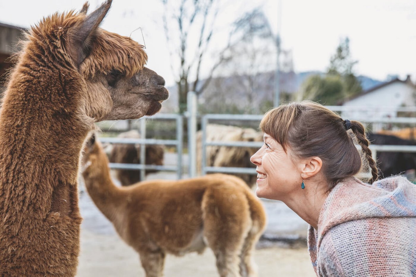 Pia Fassbind: Ein kleiner Flirt mit Alpaka-Hengst Leo. (Foto: Johanna Bossart)