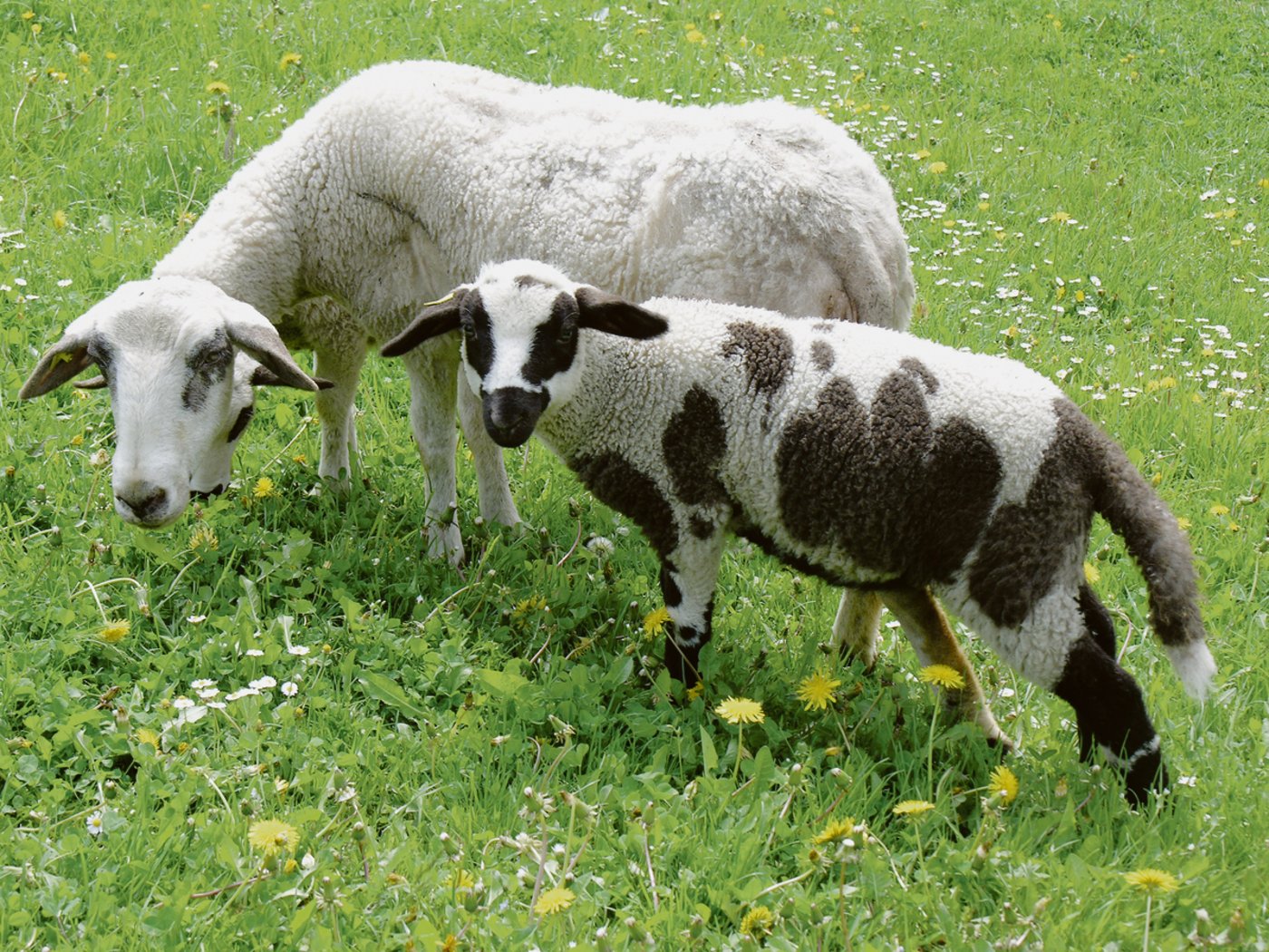 Der Landwirt Jakob Bantli aus Maienfeld züchtet Spiegelschafe, eine alte Bündner Rasse, die einst fast ausgestorben war.(Bild ProSpecieRara)