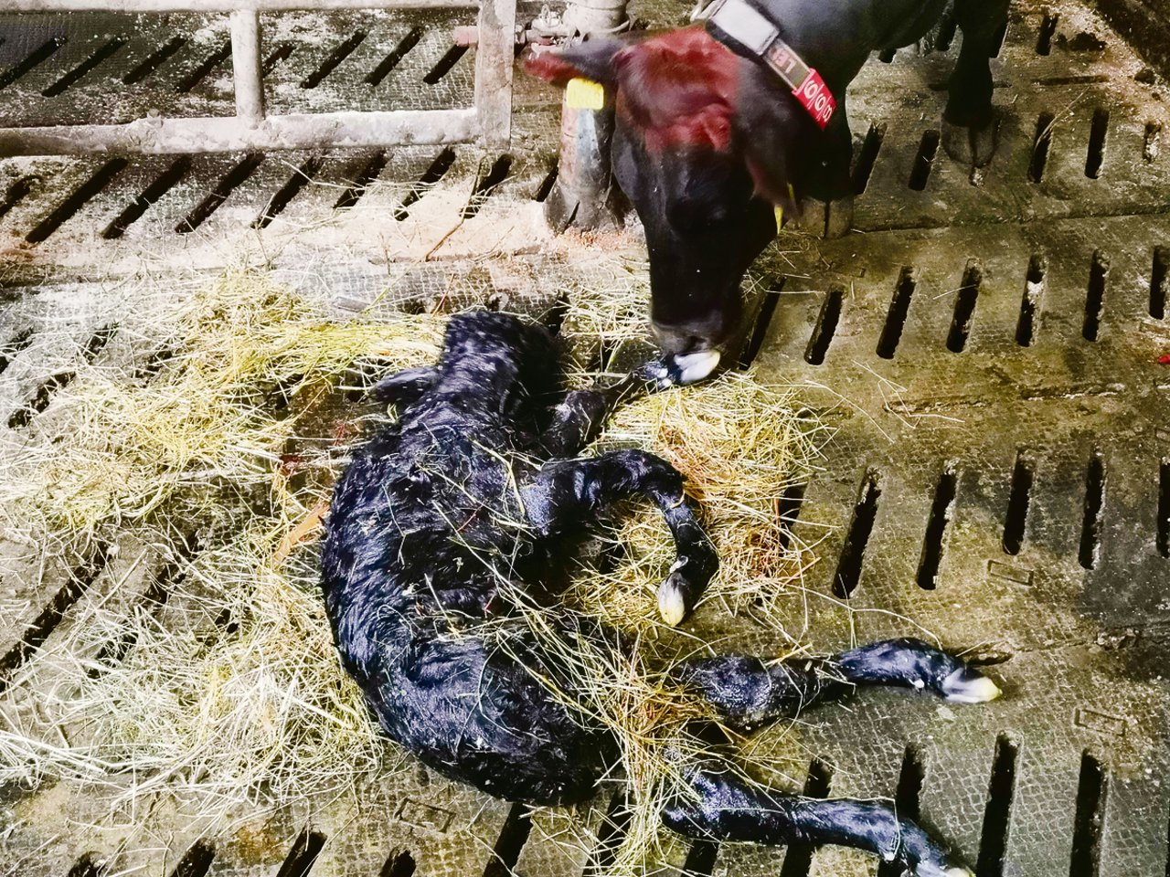 Bei dieser Geburt durfte die Schweizerin Hebamme spielen. Das Kalb lag zuerst verkehrt.