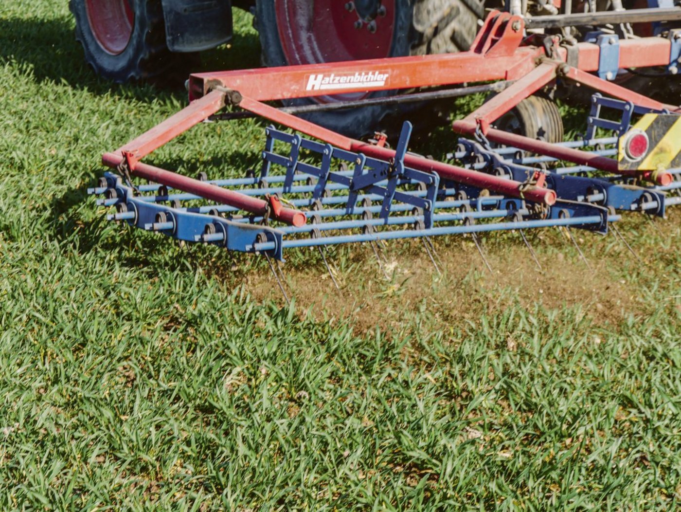 Weizen lässt sich gut striegeln. Beiträge machen den herbizidlosen Anbau auch wirtschaftlich interessant. (Bild Thomas Steiner, Fachstelle Pflanzenschutz)