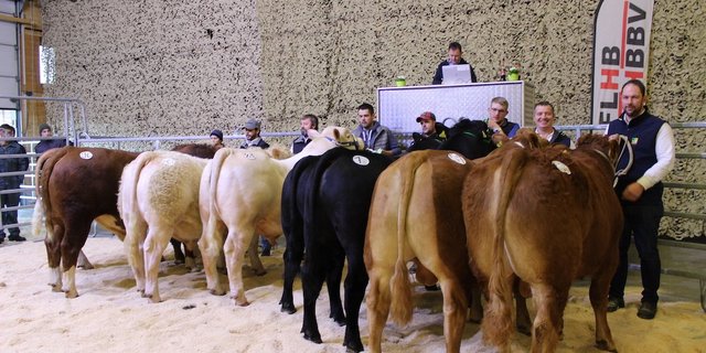  Der Stierenmarkt bietet dem Käufer eine breite Palette der Schweizer Fleischrinderzucht. (Bild Mutterkuh Schweiz)