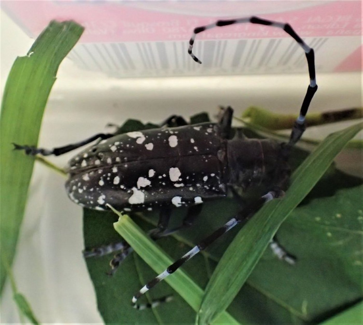 Gefährlich für Bäume: Der Asiatische Laubholzbockkäfer. (Bild Kanton Aargau)