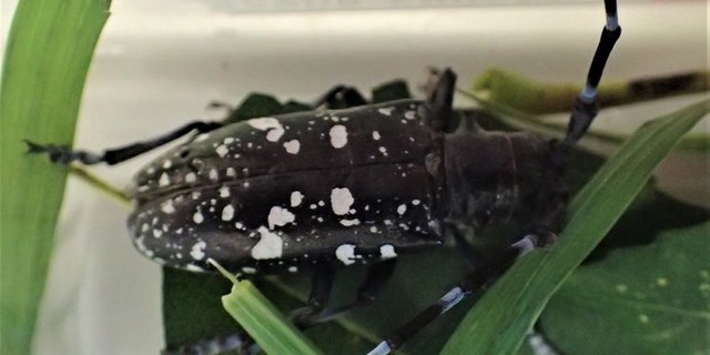 Gefährlich für Bäume: Der Asiatische Laubholzbockkäfer. (Bild Kanton Aargau)