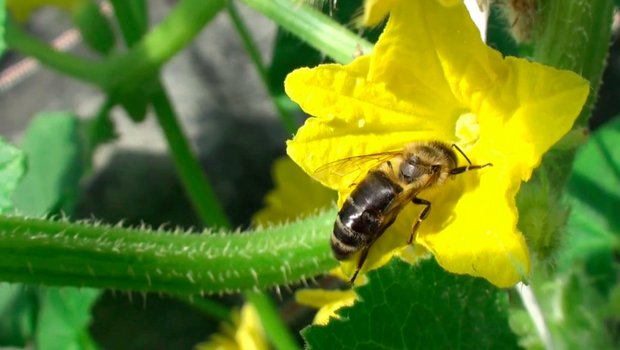 Eine Massnahme, die der Bundesrat vorsieht: Für die Bienen soll das Nahrungsangebot im Sommer verbessert werden, indem Blühstreifen für Bestäuber eingeführt werden. (Bild: Jeanne Woodtli)
