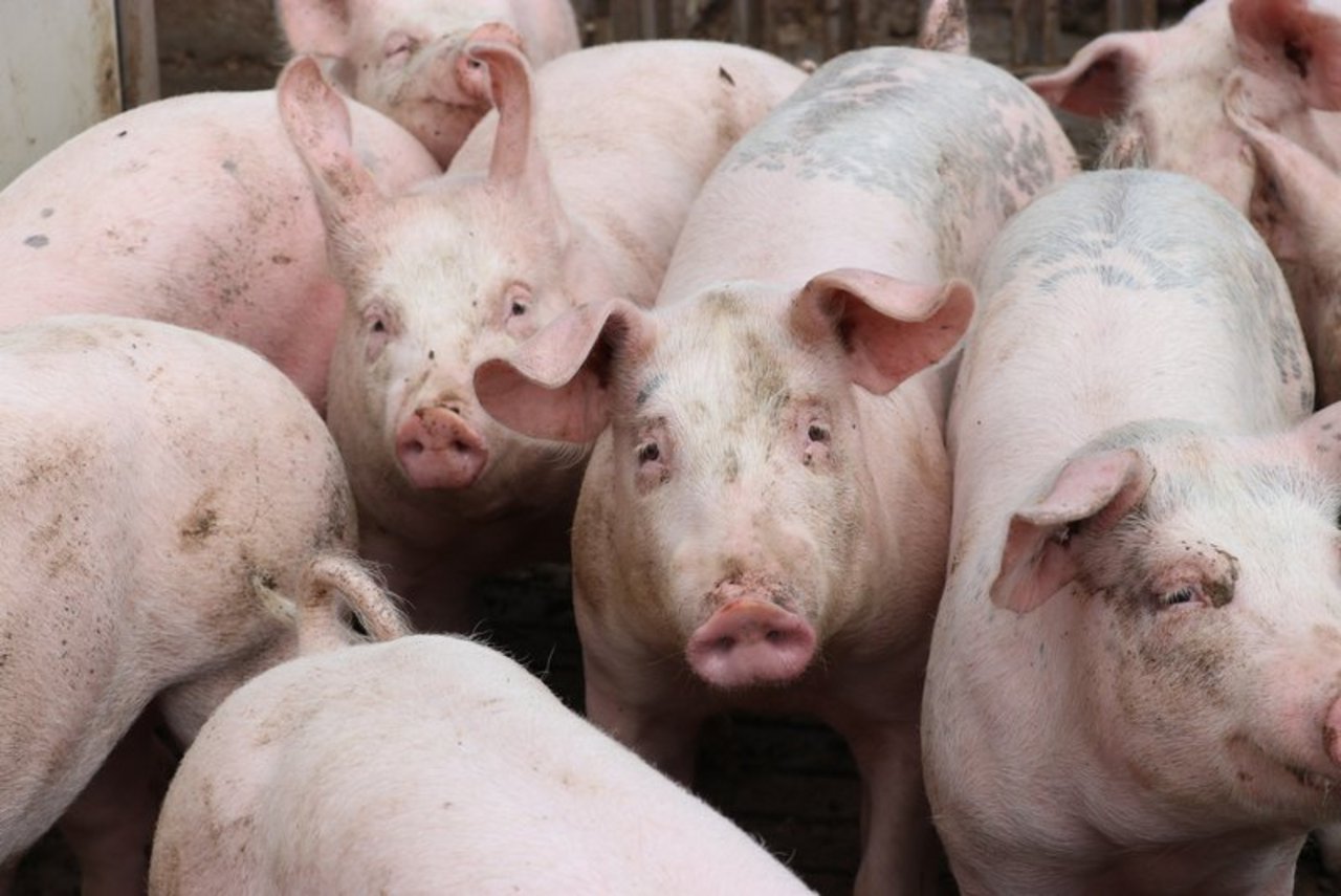 Im ersten Halbjahr 2019 ist das Schlachtschweineangebot gegenüber der Vorjahresperiode um fast 2,3 Millionen Tiere oder 1,8 % auf rund 127 Millionen Stück gesunken. (Symbolbild Ruth Aerni)