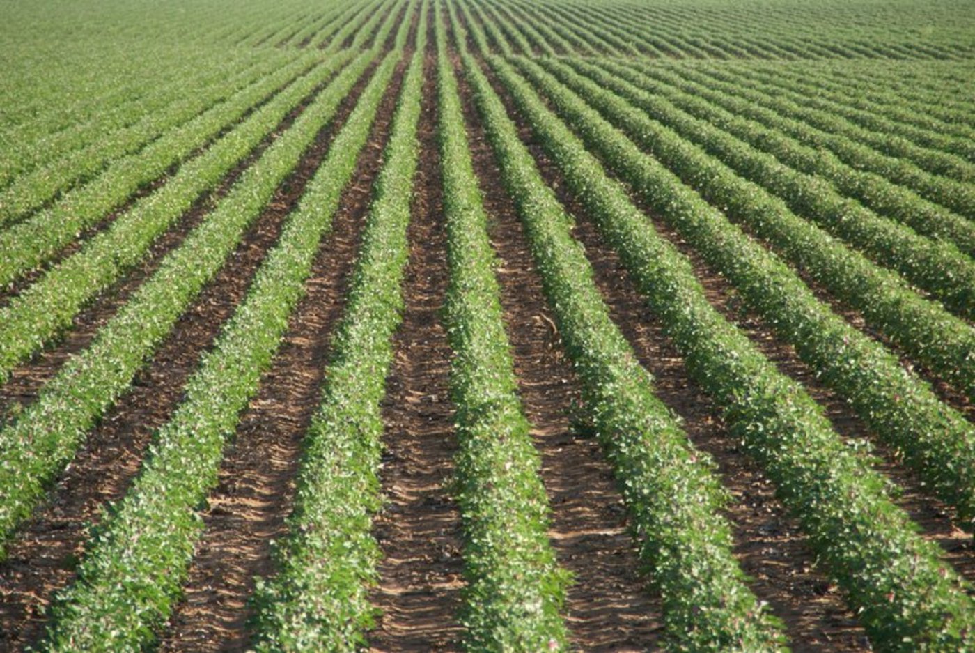 Für die Baumwollproduktion wird sehr viel Wasser benötigt. (Bild lid)