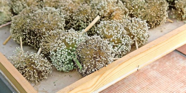 Für die nächste Saison vorarbeiten: Die Samen werden auf einem Siebrahmen gesammelt. 