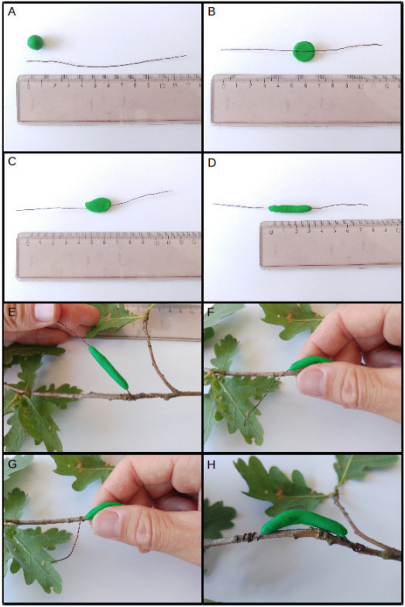 Kinderleicht: Raupenimitate basteln und auf Eichen montieren. 