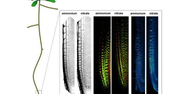Das Bild zeigt die Unterschiede in den Zelllängen, den relativen Auxin-Gehalt und die Lokalisierung des PIN2-Auxin-Transporters zwischen benachbarten Zellen in der Arabidopsis-Wurzelspitze, je nachdem, ob die Pflanze mit Nitrat oder Ammonium versorgt wurden. (Bild Krisztina Ötvös / IST Austria)