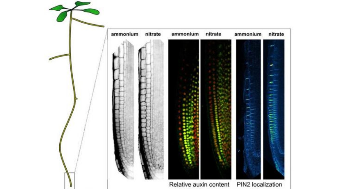 Das Bild zeigt die Unterschiede in den Zelllängen, den relativen Auxin-Gehalt und die Lokalisierung des PIN2-Auxin-Transporters zwischen benachbarten Zellen in der Arabidopsis-Wurzelspitze, je nachdem, ob die Pflanze mit Nitrat oder Ammonium versorgt wurden. (Bild Krisztina Ötvös / IST Austria)