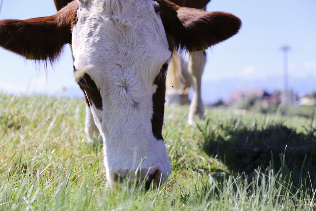 Tiergesundheit ist den Schweizer Milchproduzenten ein Anliegen. (Bild lid/ji)