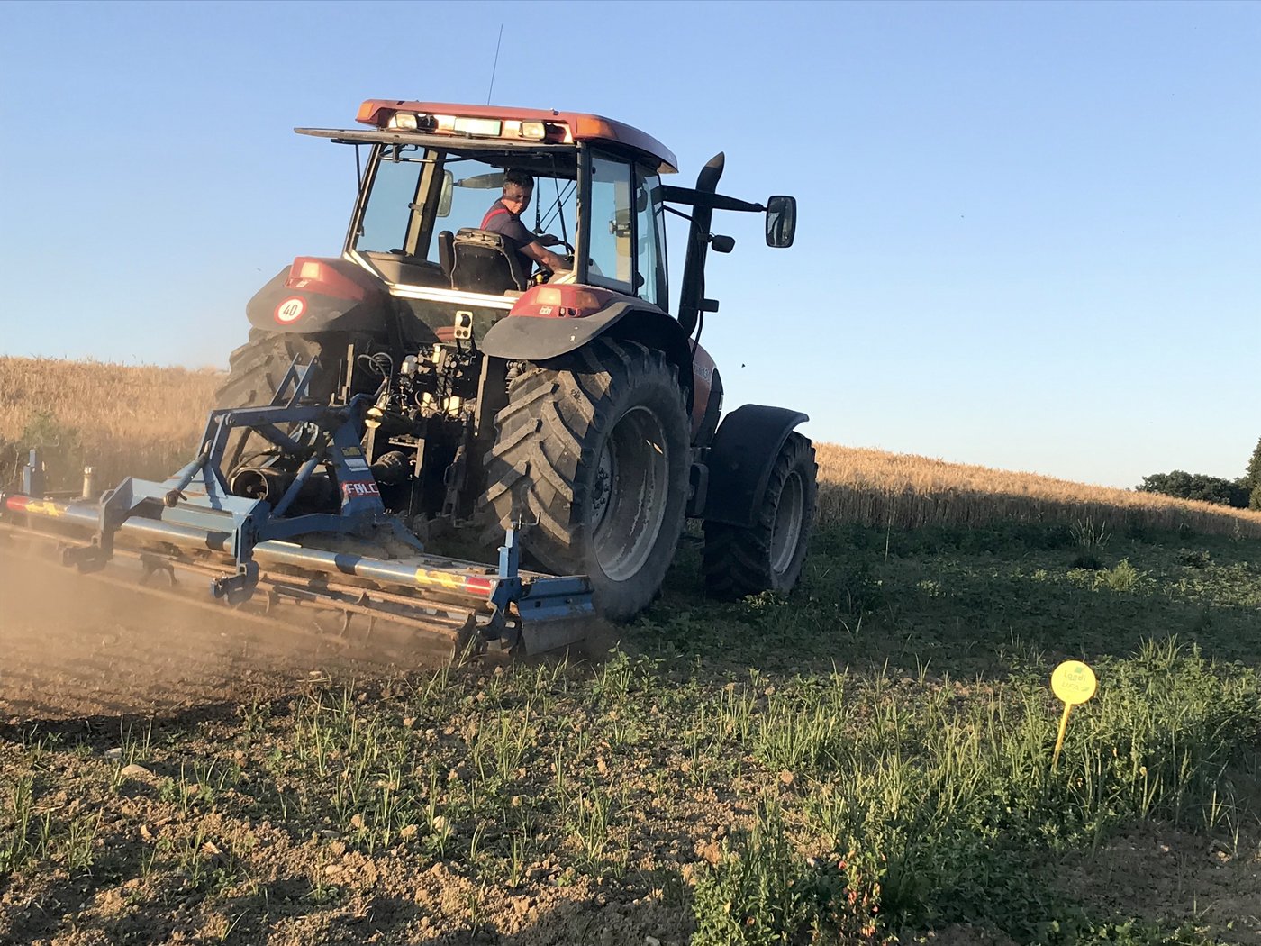 Bei einem Befall mit Erdmandelgras: Mit der Kreiselegge ist die Zerstörung der jungen Triebe bis ins Fünfblattstadium gut möglich.