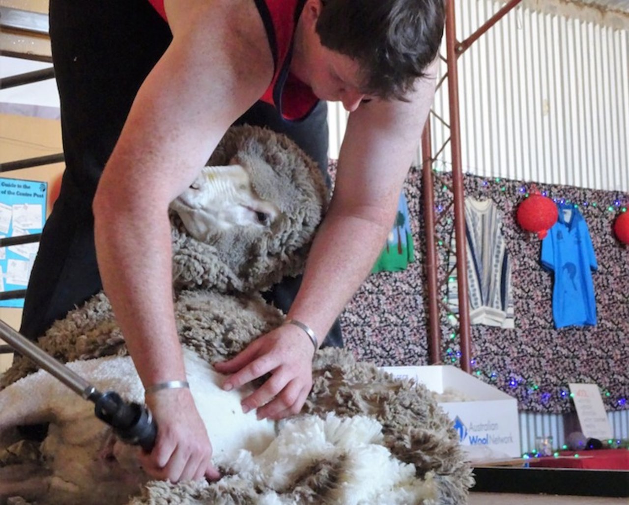 Schafschur bei Adelaide: Noch wird von Hand geschoren. (mr)