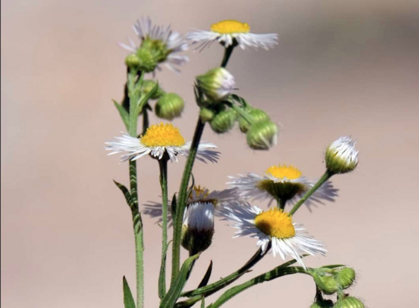 Das Erfolgsgeheimnis des Einjährigen Berufkraut ist die hohe Samenmenge. Jede Pflanze verfüge über 10 000 bis 50 000 Samen. (Bild ©Otto Durst - stock.adobe.com)