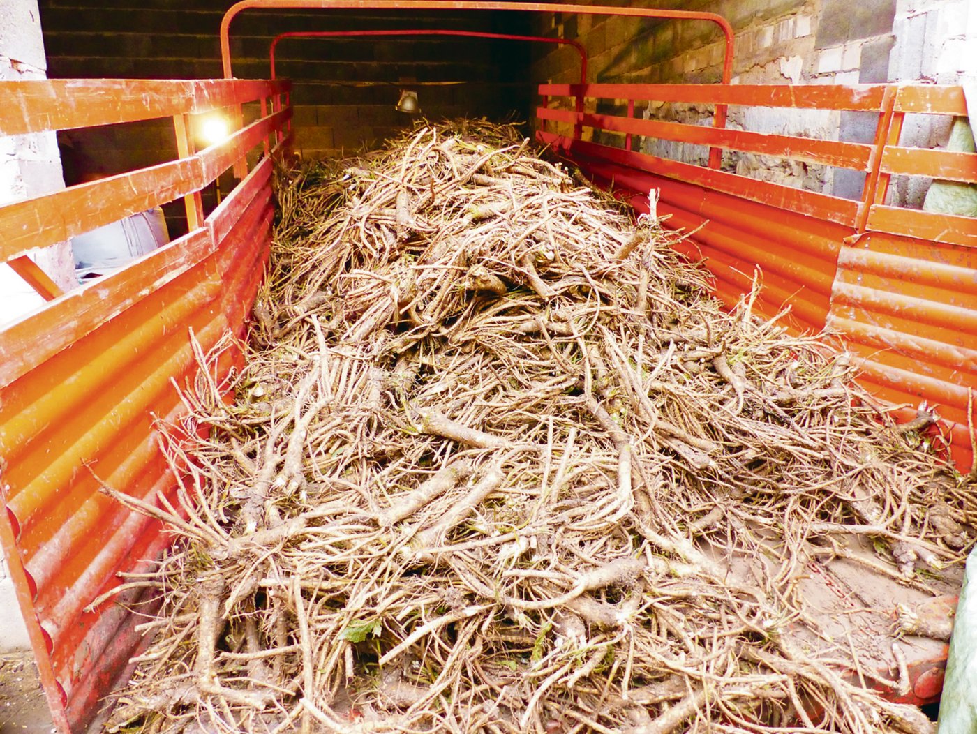 Pflanzgut für die nächste Saison wird in feuchtem Sand aufbewahrt, der Rest der Ernte regional verarbeitet.