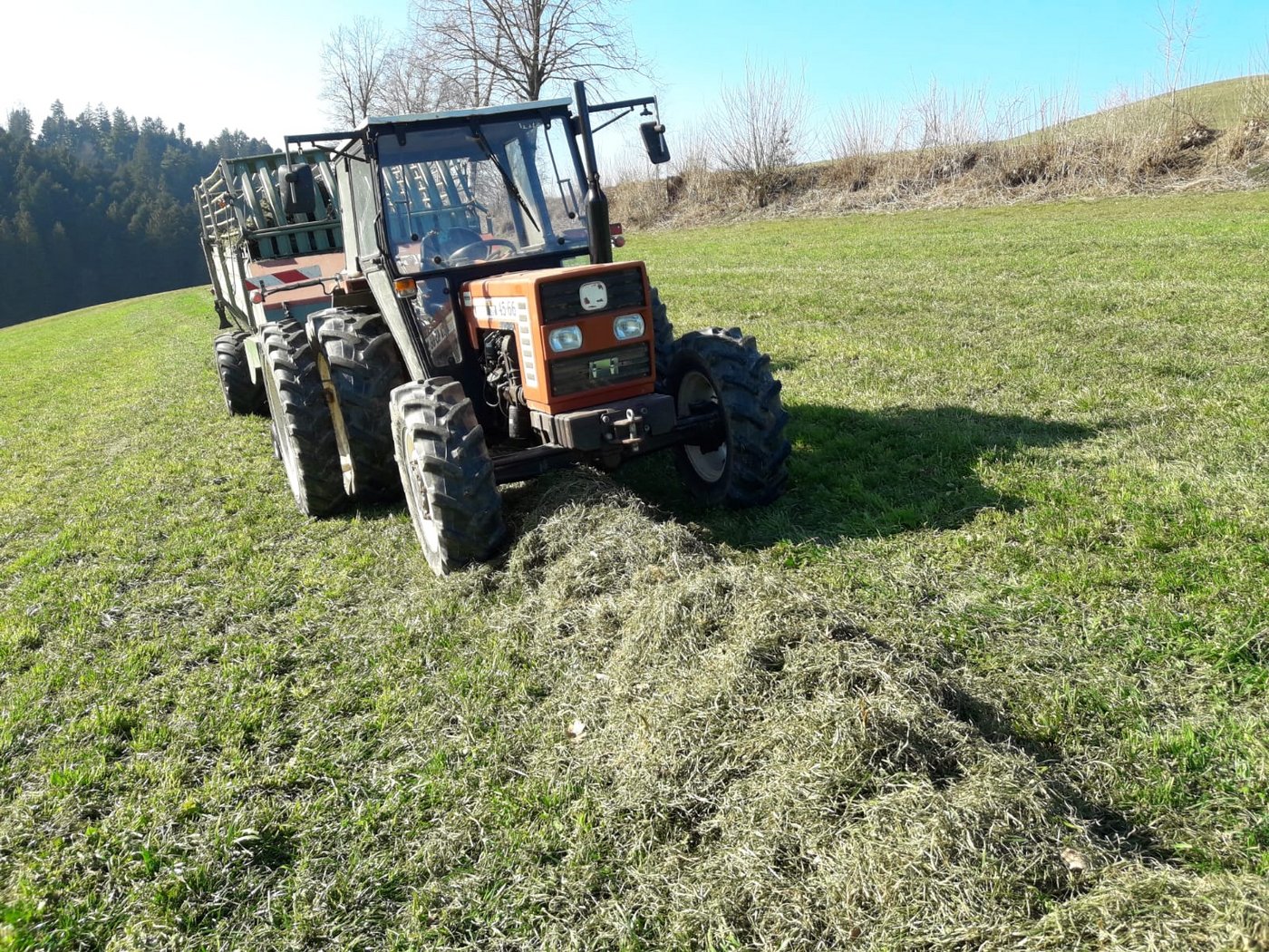 Ein stattliches Mahdli im Februar. (Bild Erwin Heller)
