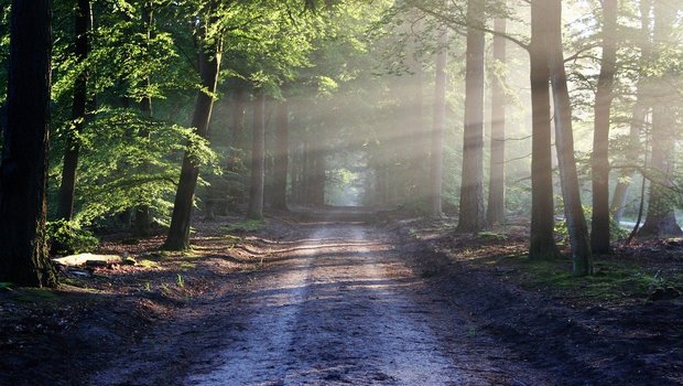 Es sieht idyllisch aus, kann aber zu einer Art Schlachtfeld werden: Der Übergang zu einem zukunftsfähigen Wald ist nicht einfach. (Bild Pixabay)