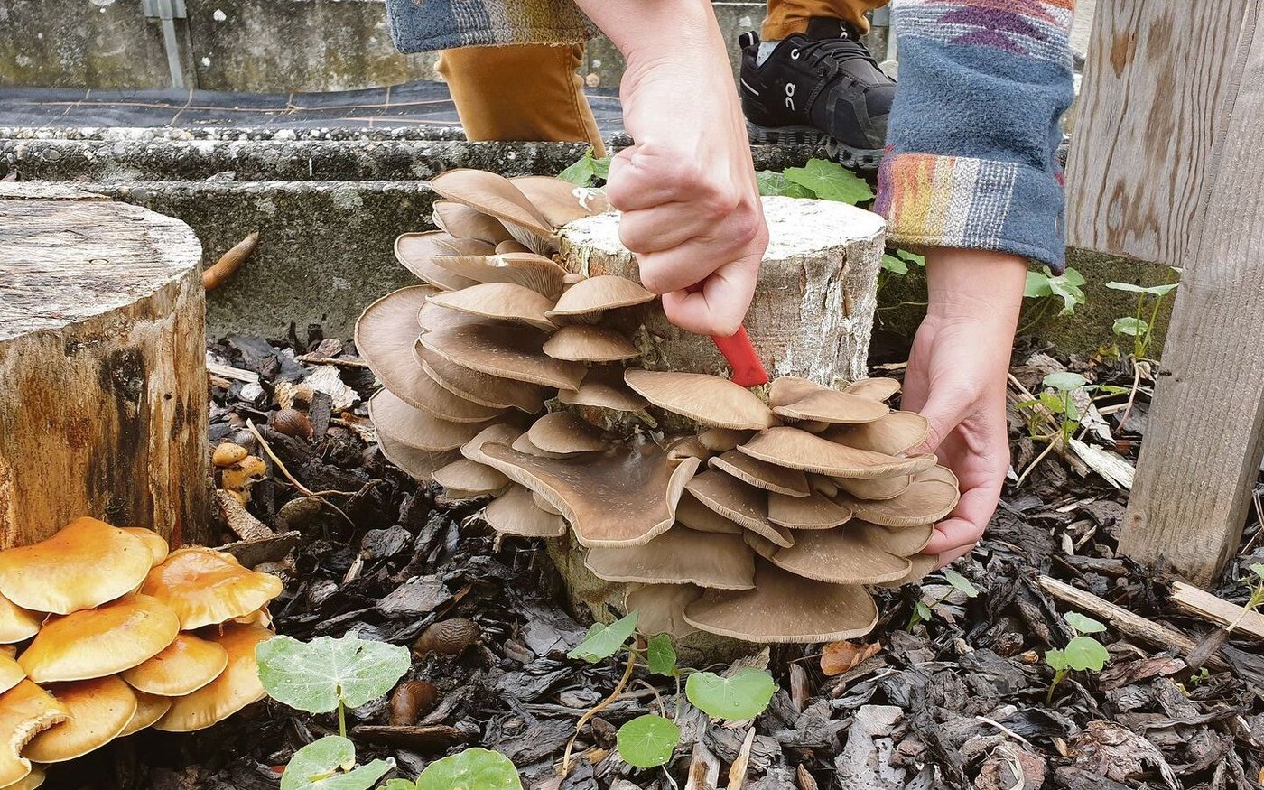 Diese erntereifen Austernseitlinge wurden im Garten des LZ Liebegg an präpariertem Stammholz kultiviert. Am Stamm auf der linken Seite wächst die Sorte Nameko.