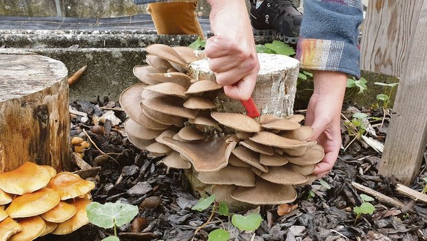 Diese erntereifen Austernseitlinge wurden im Garten des LZ Liebegg an präpariertem Stammholz kultiviert. Am Stamm auf der linken Seite wächst die Sorte Nameko.