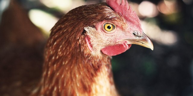 Auch Hobbyhalter sollten ihr Federvieh vor der Vogelgrippe schützen. (Symbolbild Pixabay)