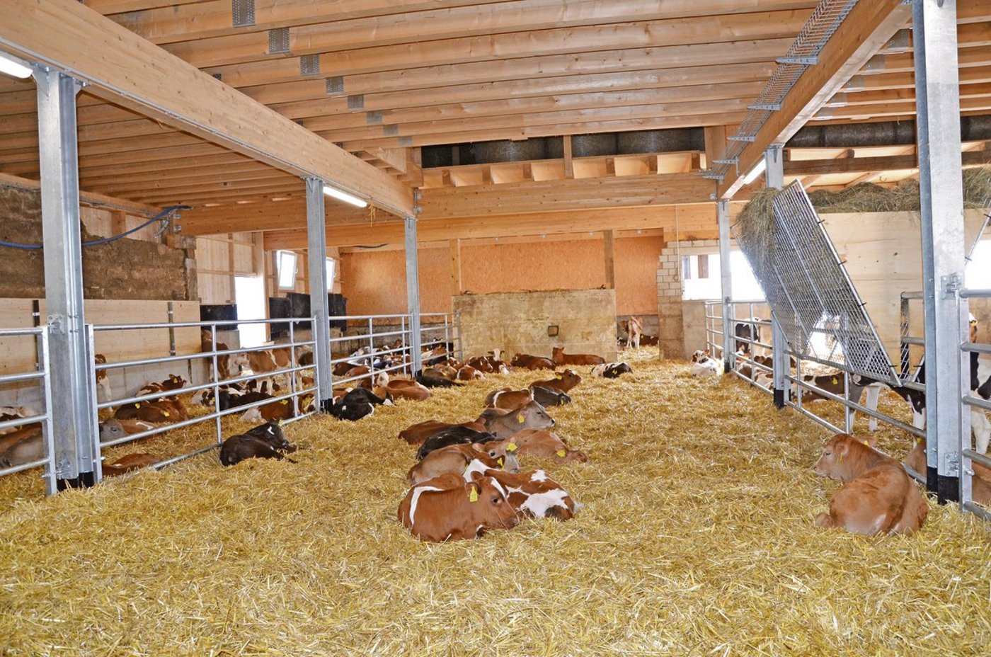 Je nach Rasse sind die Tränkekälber beliebt oder nicht. (Bild «die grüne»)