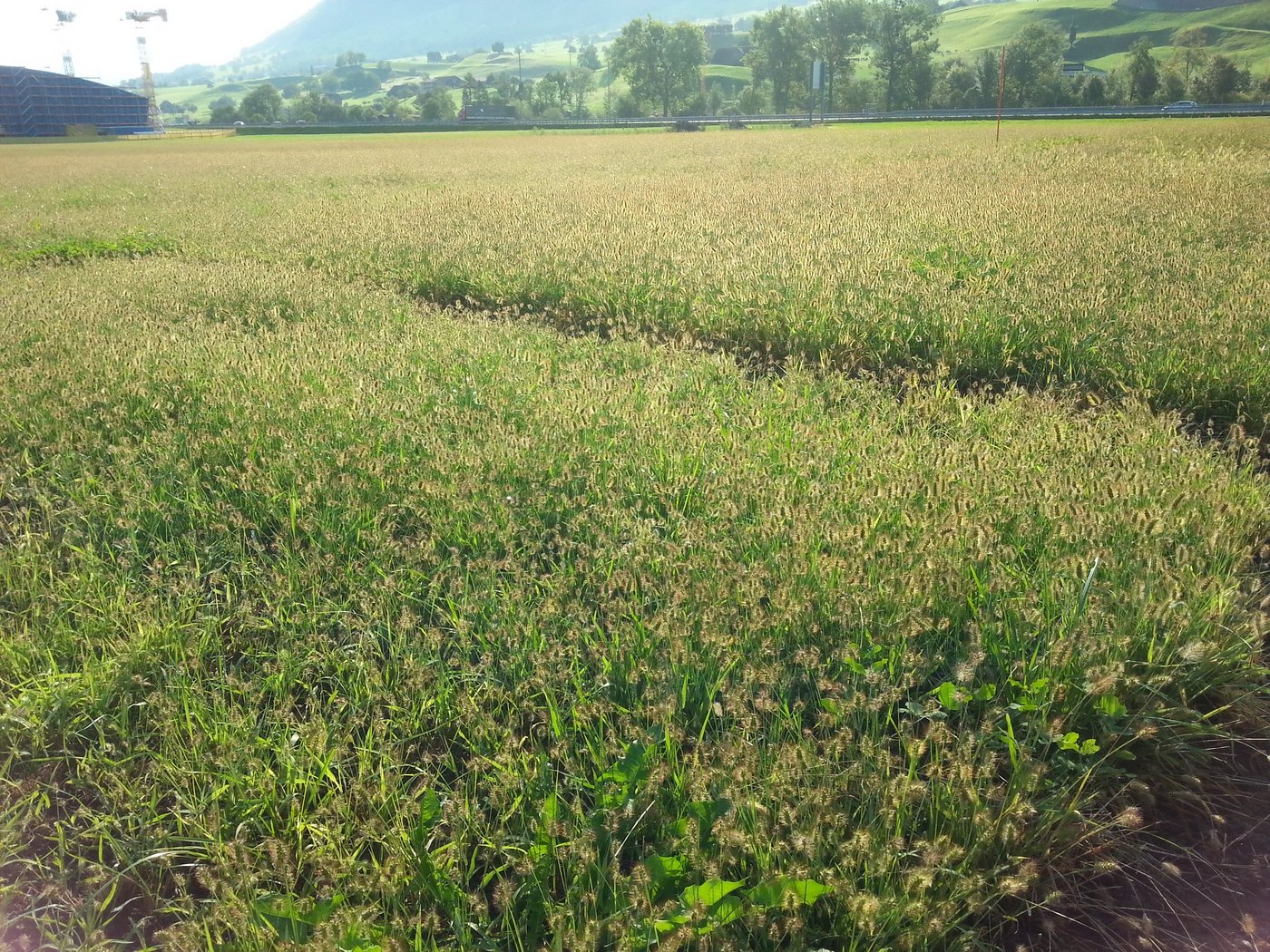 Die Allmend in Buochs NW zeigte 2018 starken Borstenhisrebefall. Das Ungras hat kaum Futterwert und ist kann Vieh an Mund und Rachen verletzen. (Bild zVg)