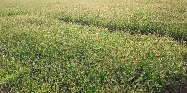 Die Allmend in Buochs NW zeigte 2018 starken Borstenhisrebefall. Das Ungras hat kaum Futterwert und ist kann Vieh an Mund und Rachen verletzen. (Bild zVg)