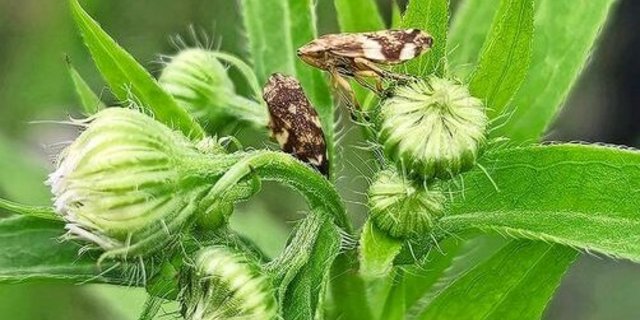 Die Wiesenschaumzikade verbreitet die Xylella-fastidiosa-Bakterien. Diese gefährden mehr als 700 Pflanzenarten.