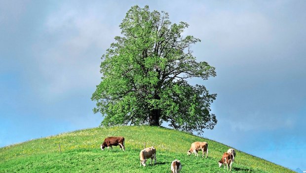 3,34 Mio Tonnen Milch werden auf Schweizer Betrieben produziert. Die Produktion ist trotz sinkender Anzahl Betriebe stabil. Das soll so bleiben, hiess es an der SMP-DV. Doch dafür sei die Politik gefordert. 
