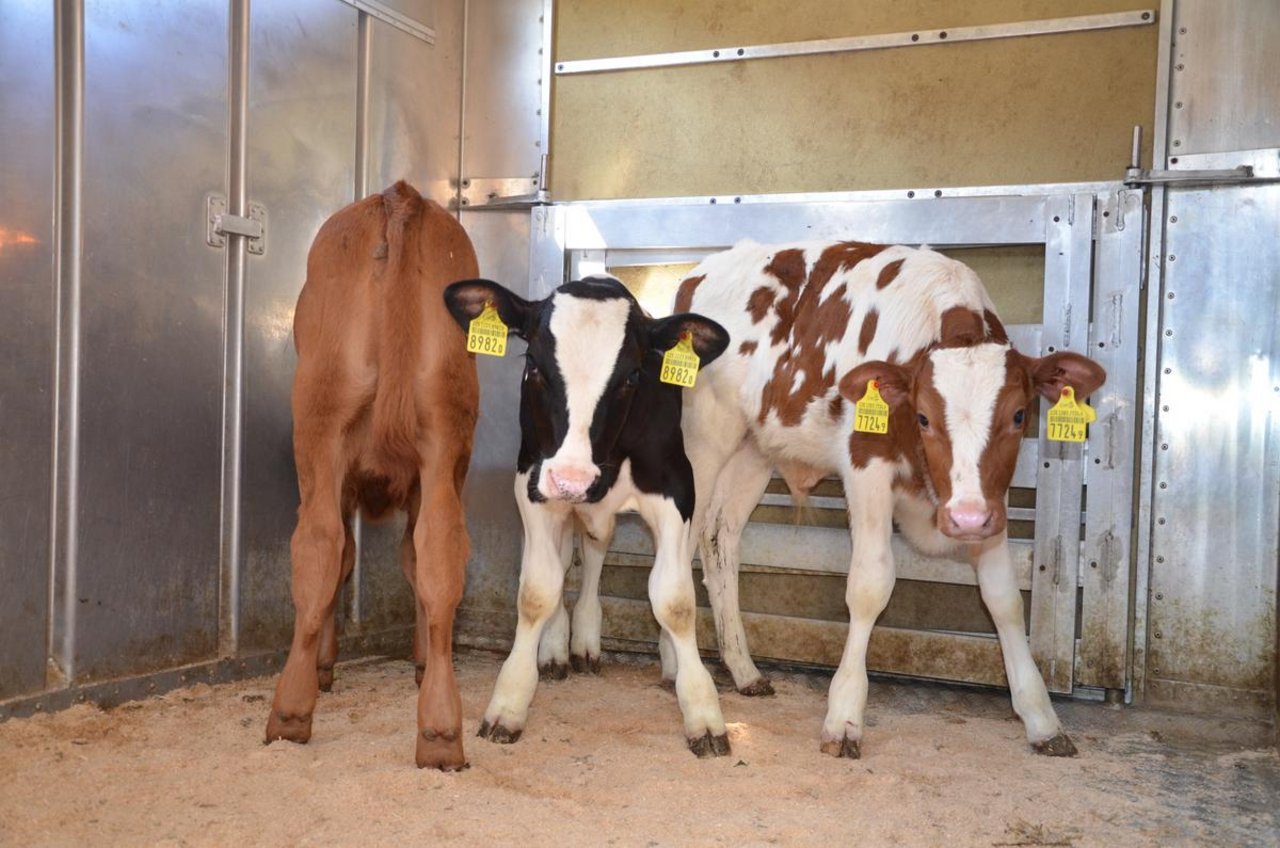 Das Ausfüllen der Begleitdokumente ist wichtig, denn nur gesunde Tiere dürfen zum Viehmarkt transportiert werden (Bild Aline Küenzi)