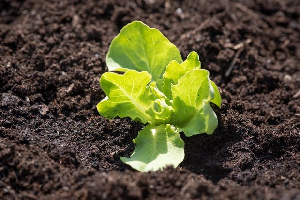 Coronavirus: In der Landi gibt es Blumen und Setzlinge Zum abholbaren Sortiment gehören auch verschiedene Salatsetzlinge. (Bild Pixabay)